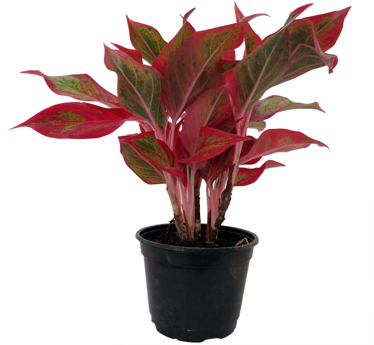 Misha Chinese Evergreen Plant - Aglaonema - Low Light - 6" Pot